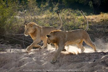 Young male lions running through sand in MalaMala Reserve on wildlife photography safari