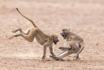 Baboons fighting in Mashatu photographed by Stu Porter