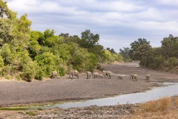 Elephant herd walking along riverbed in Mashatu on Wild4 safari