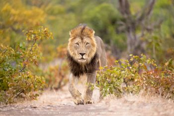 Male lion walking in Mashatu photographed on Wild4 safari