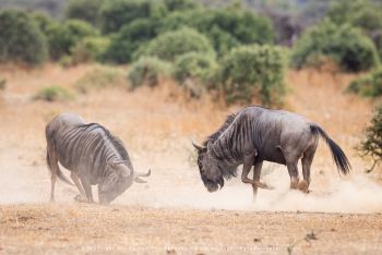 Wildebeest battling in Mashatu photographed by Stu Porter