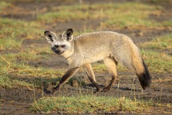 Bat-eared fox walking in Ndutu on Wild4 wildlife photography safari