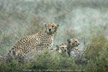 Cheetah with cubs in Ndutu on Wild4 wildlife photography safari