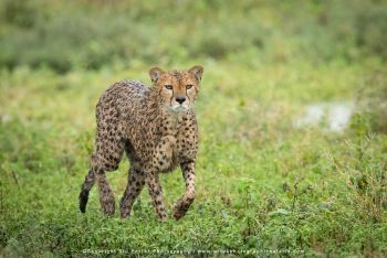 Cheetah walking through green grasslands in Ndutu during green season wildlife photography safari wi