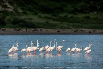 Flamingos on lake in Ndutu during Wild4 photographic safari in Tanzania