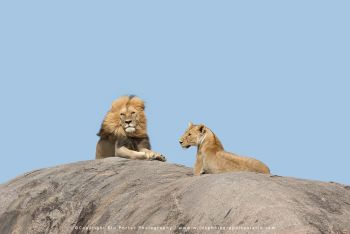 Lions resting on granite kopje in the Gol Kopjes area during Wild4 Photo Safari with Stu Porter