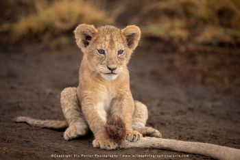 Young lion cub portrait in Ndutu during small group wildlife photography safari