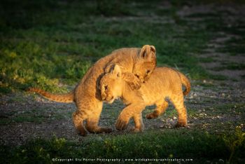 Lion Cubs in Ndutu – Tanzania Photo Safari Experience