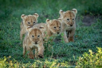 Lion cubs walking through grass in Ndutu on Wild4 Photo Safari