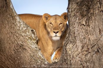 Lioness framed between trees in Ndutu on a Wild4 Photo Safari