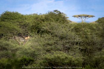 Lion in Ndutu – Tanzania Photo Tour