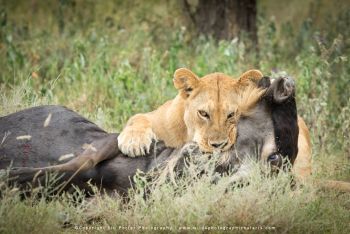Lion feeding on wildebeest during migration season on Wild4 Photo Safari