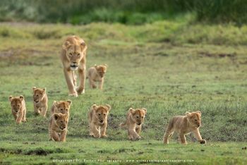 Lioness leading cubs across grasslands in Ndutu during wildlife photography safari