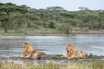 Male lions resting near water in Ndutu on Wild4 photography safari