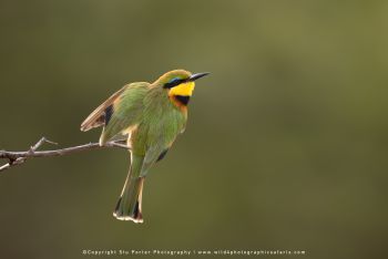 Little bee-eater perched in Ndutu during Wild4 photographic safari