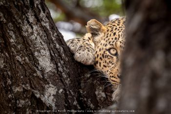 Leopard resting in tree at Gol Kopjes on Wild4 photographic safari in Tanzania