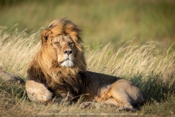 Male lion resting in grass during Serengeti safari with Stu Porter