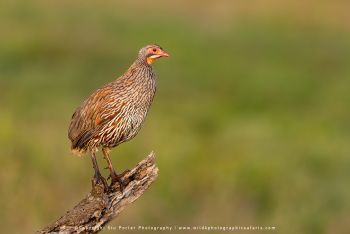 Spurfowl bird photographed in Ndutu on Wild4 wildlife photography safari