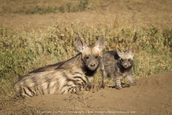 Striped hyena with cubs in Ndutu during Wild4 wildlife photography safari in Tanzania