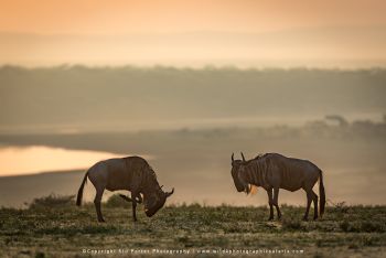 Wildebeest grazing at sunrise in Ndutu on Wild4 migration photography tour