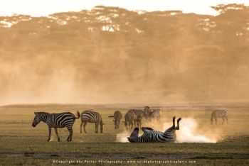 Zebras running through dust in Ndutu on Wild4 wildlife photography safari