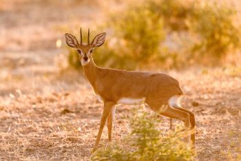 Steenbok Mashatu