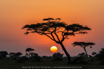 Acacia tree sunset landscape in Ndutu on Wild4 photographic safari