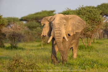 African elephant in green season Serengeti on Wild4 photography safari