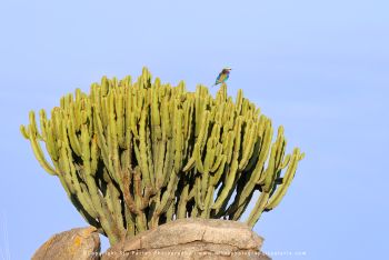 Serengeti Landscape – Green Season Photography Tour