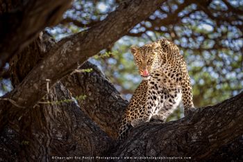 Leopard resting in tree - Ndutu Tanzania Photo tour