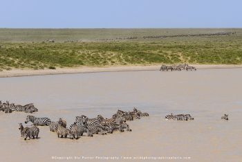 Zebra crossing water in Serengeti on Wild4 migration photography safari