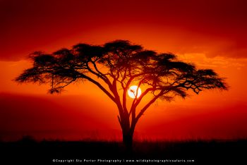 Silhouette of acacia tree at sunset in Serengeti during Wild4 photography safari