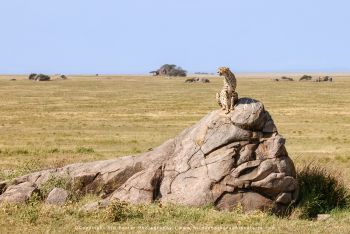 Cheetah sitting on granite rock overlooking Serengeti plains during Wild4 safari