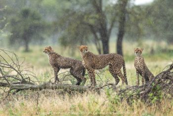 Three cheetahs walking through grassland in Ndutu on Wild4 photography safari