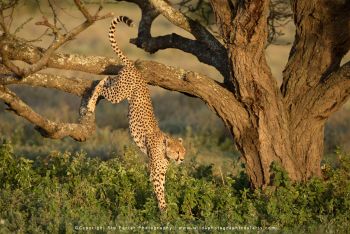 Cheetah jumping down from tree in Ndutu during Wild4 wildlife photography safari