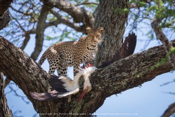 Leopard feeding on a White Stork in tree during Ndutu wildlife photography safari with Wild4