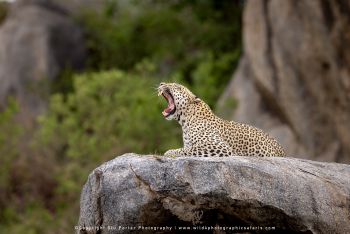 Yawning leopard resting on granite kopje during Tanzania photo safari with Wild4 and Stu Porter