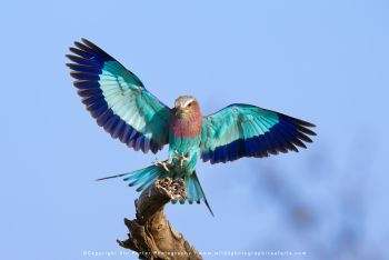 Lilac-breasted roller landing on branch during Tanzania photo safari with Wild4