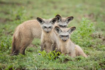 Bat-eared fox cubs resting in grasslands photographed on Ndutu wildlife photography safari with Stu 