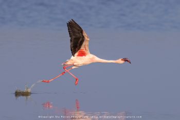 Greater flamingo taking off from lake in Ndutu photographed on Wild4 wildlife photography safari