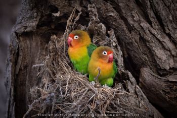 Colourful lovebirds nesting in tree cavity photographed during Ndutu photography safari with Wi