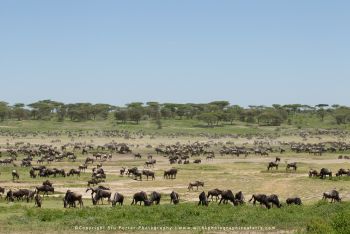 Huge wildebeest migration herds on Ndutu plains photographed on Wild4 photo safari with Stu Porter