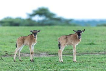 Wildebeest calves standing in green grasslands during Ndutu migration photography safari with Wild4 
