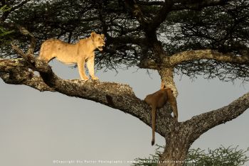 Tree-climbing lions in Ndutu photographed on Wild4 Photo Safari