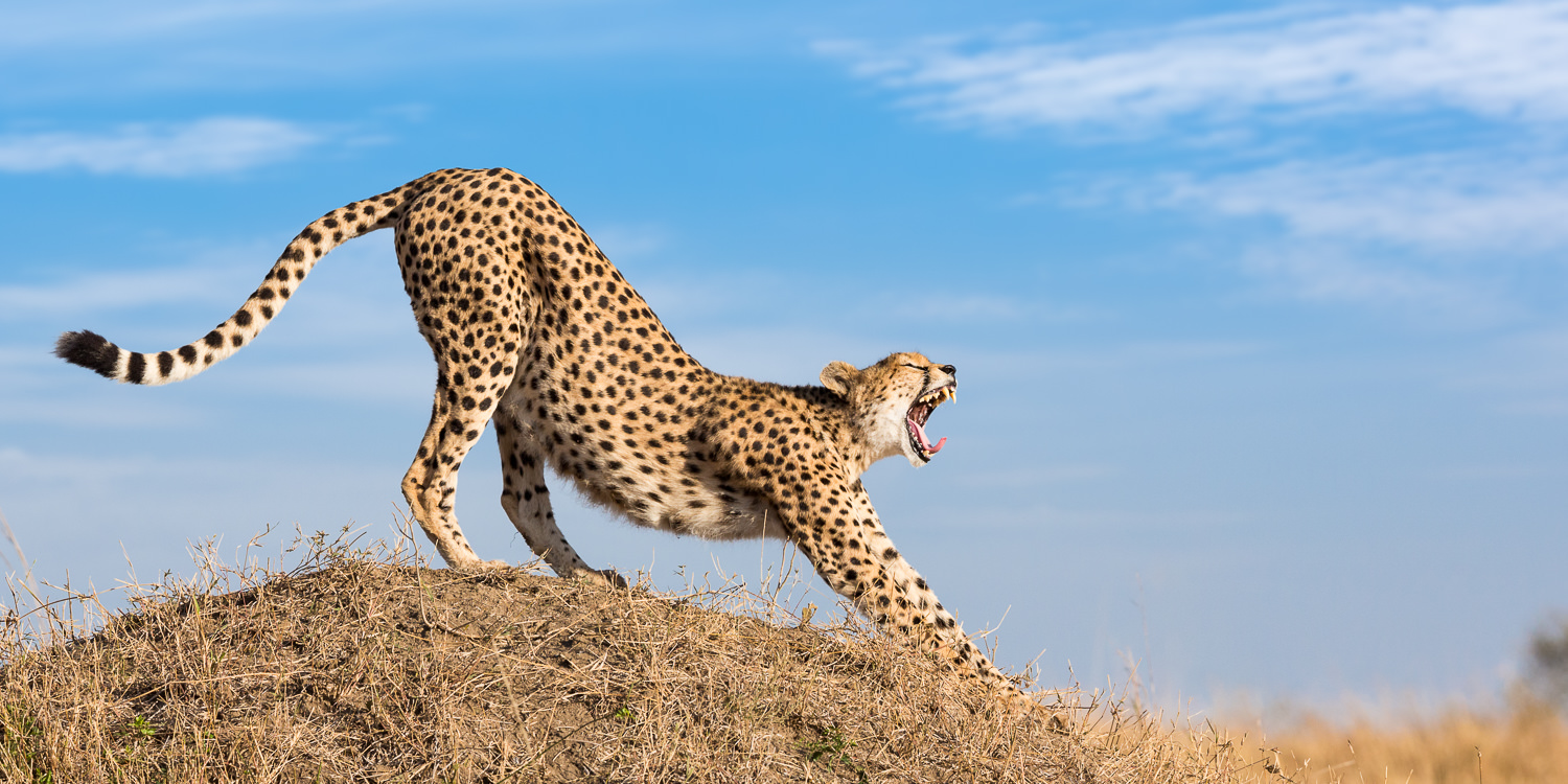 Magical Masai Mara - 2027