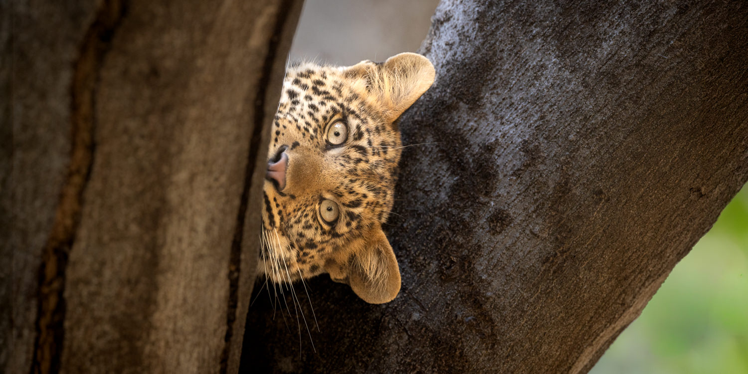 Magical Mashatu - 2027