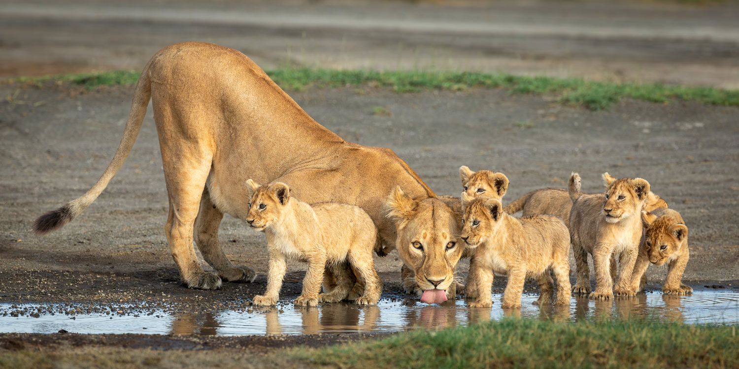 Secrets of Ndutu - the Green Season - 2027
