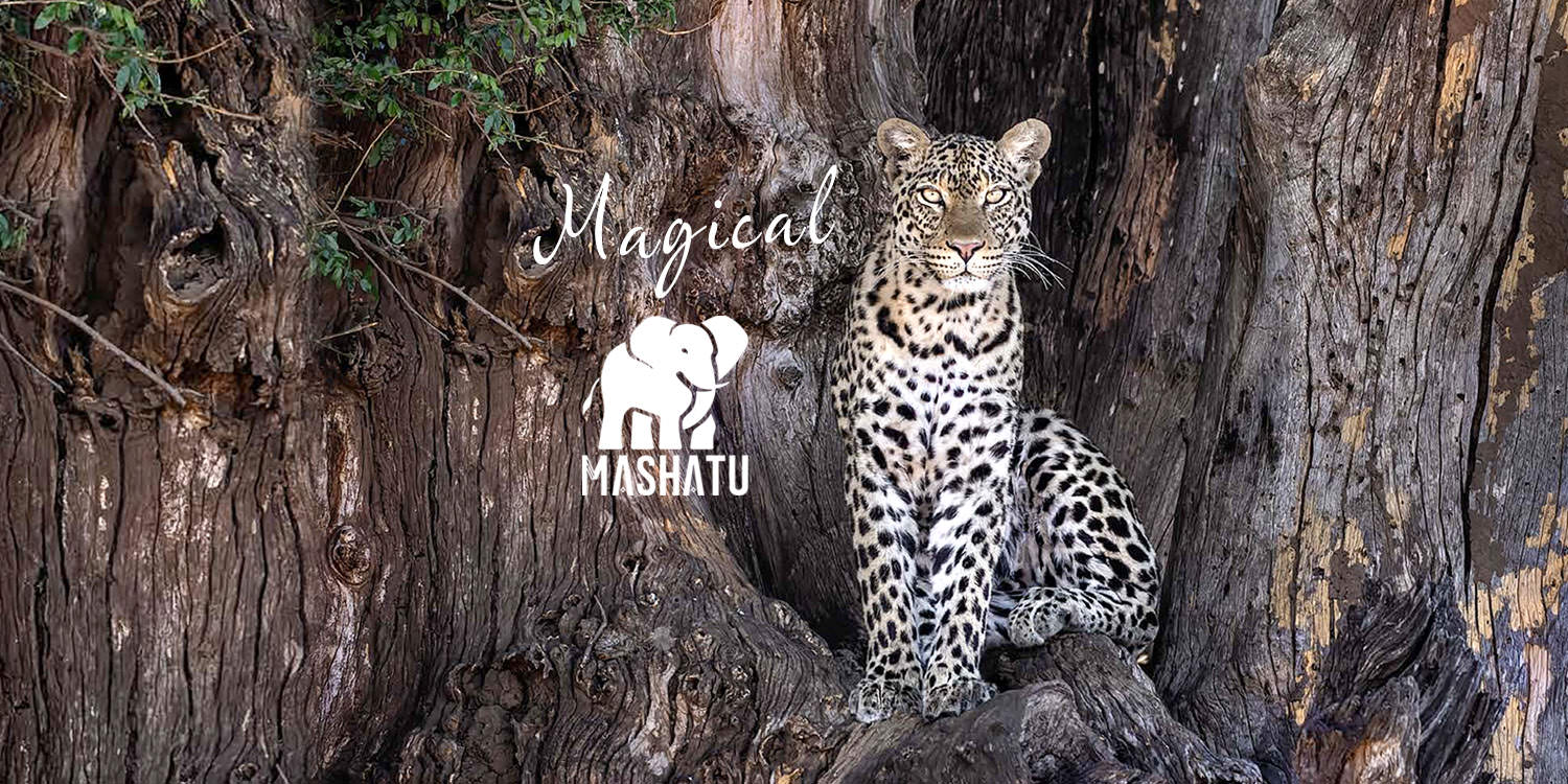 Magical Mashatu Photo Safari - June 2025