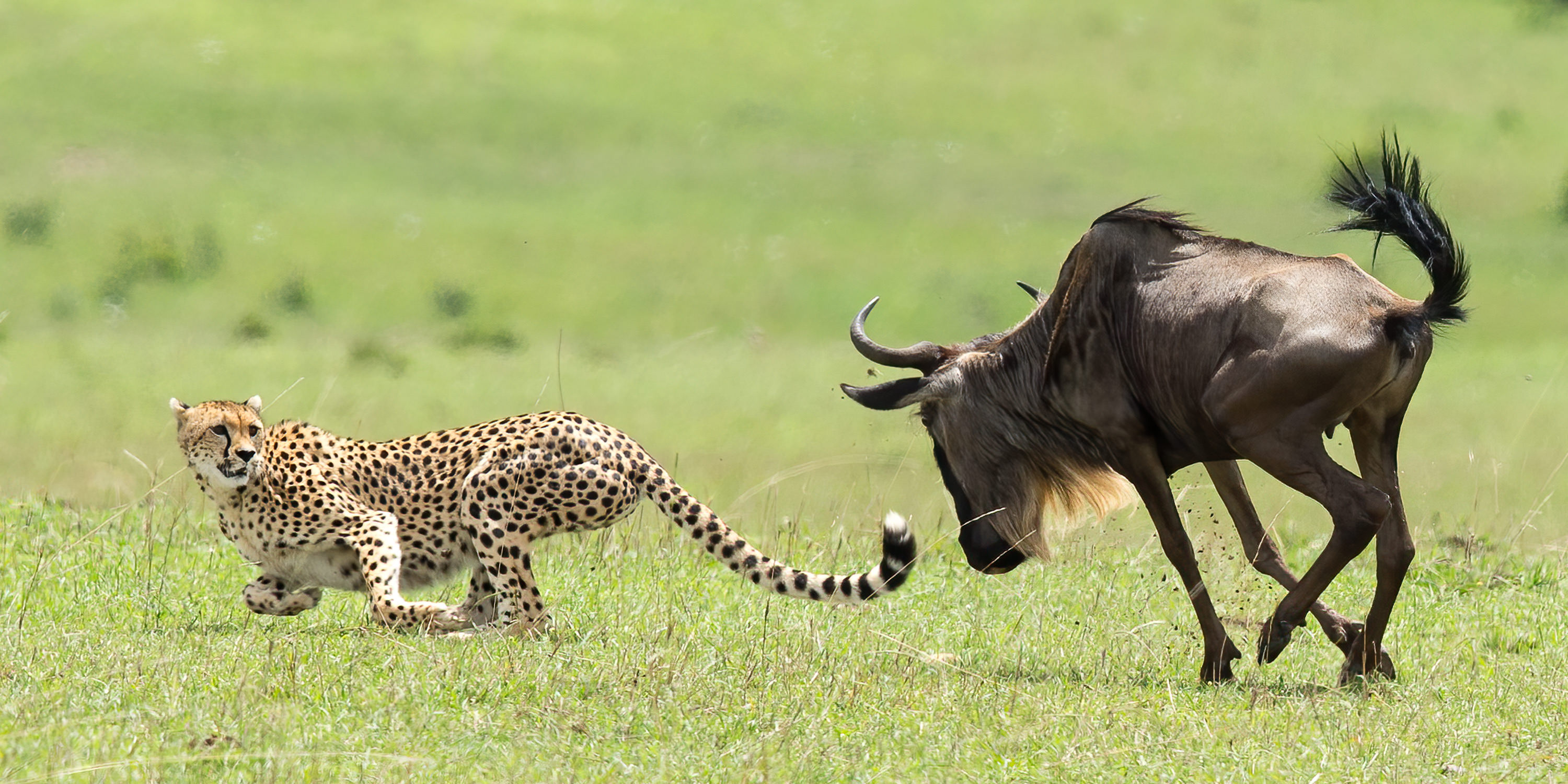 Magical Masai Mara Photo Safari - February 2025