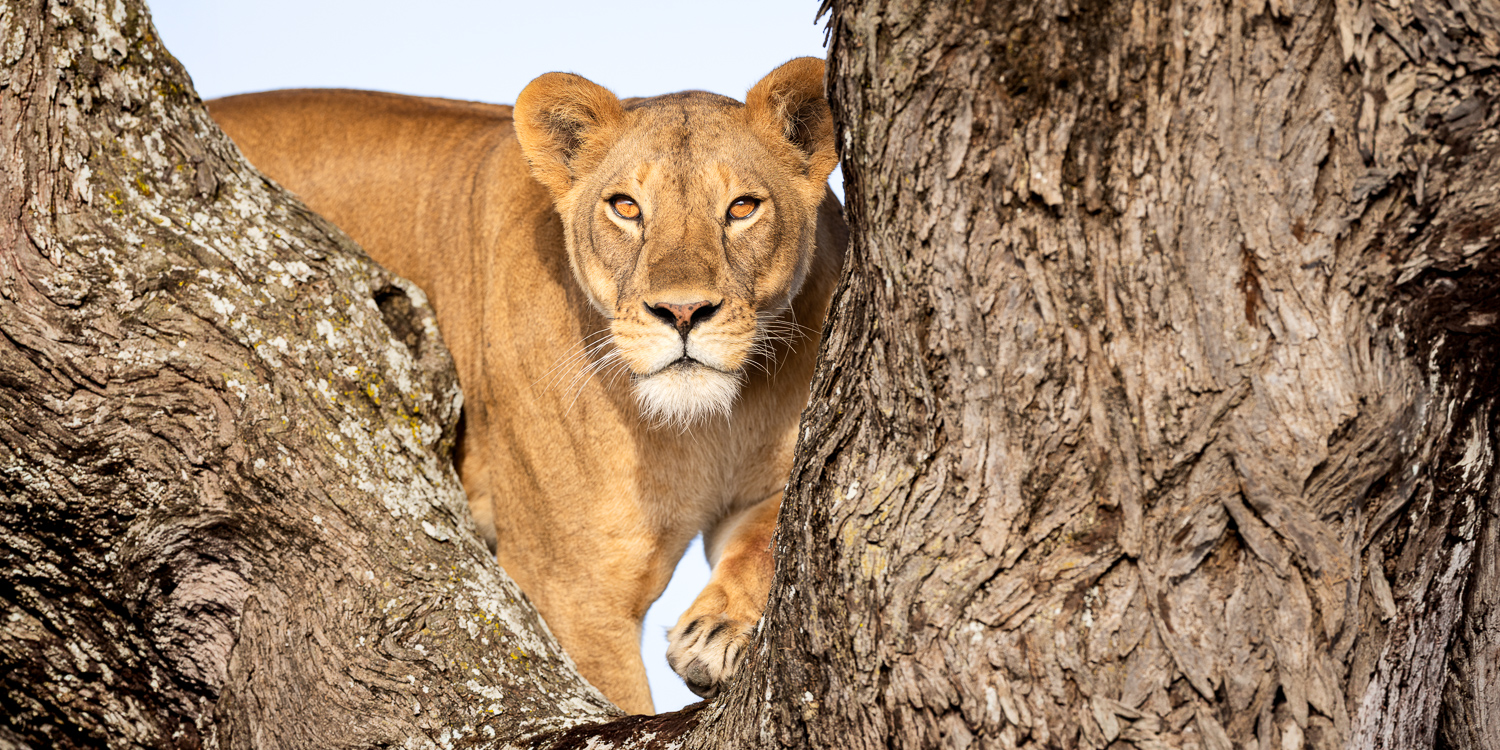 Green Season - Secrets of Ndutu